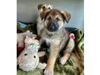Adopt Axel von Belle a German Shepherd Dog