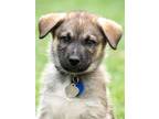 Adopt Otto von Belle a German Shepherd Dog