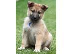 Adopt Milo von Belle a German Shepherd Dog