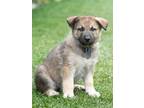 Adopt Levi von Belle a German Shepherd Dog