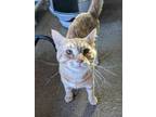 Adopt Galaxy a Domestic Short Hair