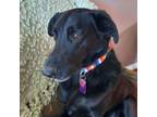 Adopt Ziggy a Labrador Retriever, Flat-Coated Retriever