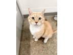 Adopt Chief a Domestic Short Hair