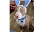 Adopt BUDDIE a Pit Bull Terrier, Mixed Breed