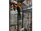 Adopt Pablo a Conure