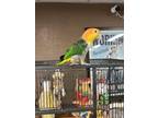 Adopt Chloe WBC a Caique