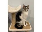 Adopt Jack Daniels "Jax" a Domestic Short Hair