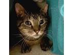 Adopt Nelson (FeLV+)- Bonded to Sammy (FeLV+) a Domestic Short Hair