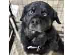 Adopt King CFS# 240024119 a Bernese Mountain Dog, Husky