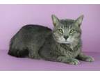 Adopt Smelly Cat a Domestic Short Hair