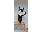 Adopt Blue Cheese a Domestic Short Hair