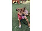 Adopt Peanut Brittle a Pit Bull Terrier, Plott Hound