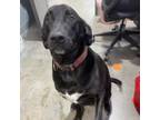 Adopt Bandit a Black Labrador Retriever