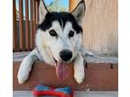 Adopt Dakota a Husky