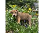 Adopt Sunny (West Union 9) a Labrador Retriever, German Shepherd Dog