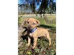 Adopt Bluey (Ziggys 10 Babies) a Pit Bull Terrier, Shepherd