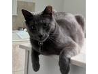 Adopt Bluey Boy a Domestic Short Hair