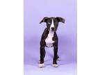Adopt Harry Potter a Catahoula Leopard Dog, Terrier