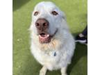 Adopt Milo a Great Pyrenees