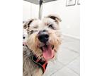 Adopt Quagmire a Schnauzer, Mixed Breed