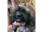 Adopt Ewok a Shih Tzu