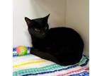 Adopt Oakley a Domestic Short Hair