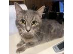 Adopt Desmond a Domestic Short Hair