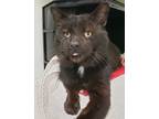 Adopt King Julien a Domestic Short Hair