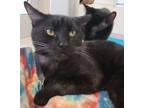 Adopt Squid 12 a Domestic Short Hair