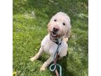 Adopt Curly Duck a Mixed Breed