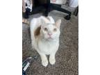 Adopt Cashew / Hazelnut a Domestic Short Hair