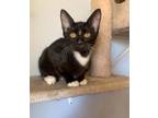 Adopt ZIPPER a American Shorthair, Tuxedo