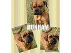 Adopt DUNHAM a Pug, Boxer