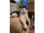 Adopt Curly a Manx, Domestic Short Hair