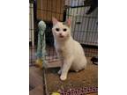 Adopt Cinch a Manx, Domestic Short Hair