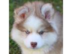 Mutt Puppy for sale in Lancaster, OH, USA