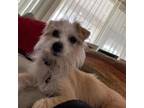 Adopt Cooper F a Cairn Terrier