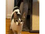 Adopt Thunder a Domestic Short Hair