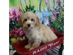 Cavapoo Puppy for sale in Scales Mound, IL, USA