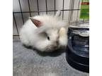 Adopt Smudge a Lionhead