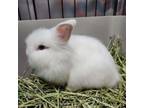 Adopt Flurry a Lionhead