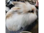 Adopt Latte a Lionhead