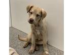 Adopt Cheerio a Labrador Retriever, Australian Shepherd