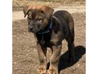 Adopt Samson a Shepherd, Labrador Retriever