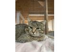 Adopt Loki a Domestic Short Hair