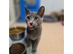 Adopt Bashful a Russian Blue