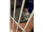 Adopt Ford (WC-697) a American Shorthair