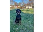 Adopt Moose a Black and Tan Coonhound