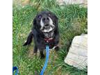 Adopt Sampson a Labrador Retriever, Mixed Breed