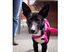 Adopt Valentino a Shepherd, Australian Kelpie